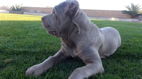 Blue Cane Corso Neapolitan Mastiff - Bleumoonproductions