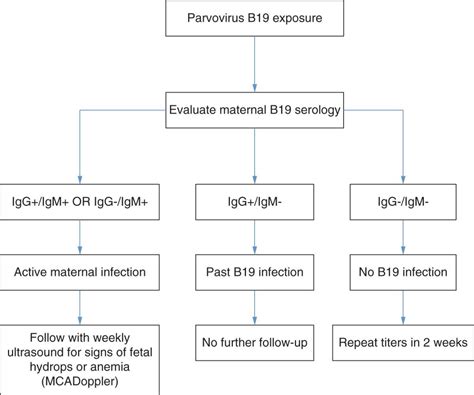 Parvovirus B19 Infection | Obgyn Key