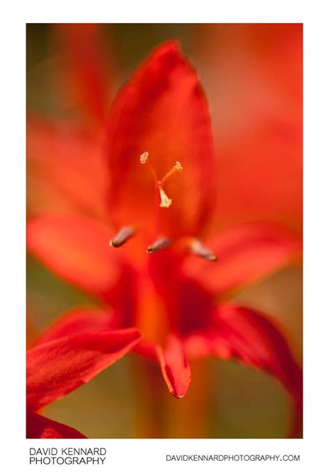 Crocosmia flower (III) · David Kennard Photography