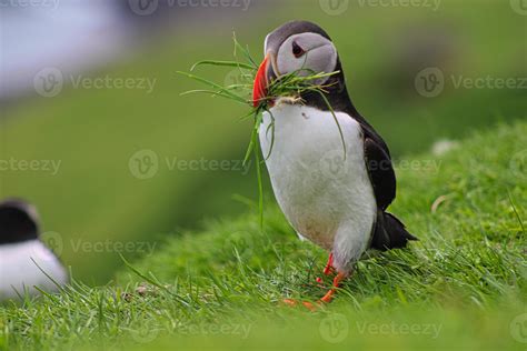 Puffins on Mykines Island on Faroe Islands 2901185 Stock Photo at Vecteezy