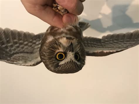 Saw-whet Owl banding demonstrations statewide November 9 – Indiana Audubon