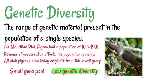 Genetic Diversity Definition And Examples Biology Online, 40% OFF