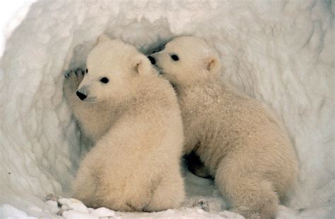 Four Animals That Raise Cubs - Field Museum