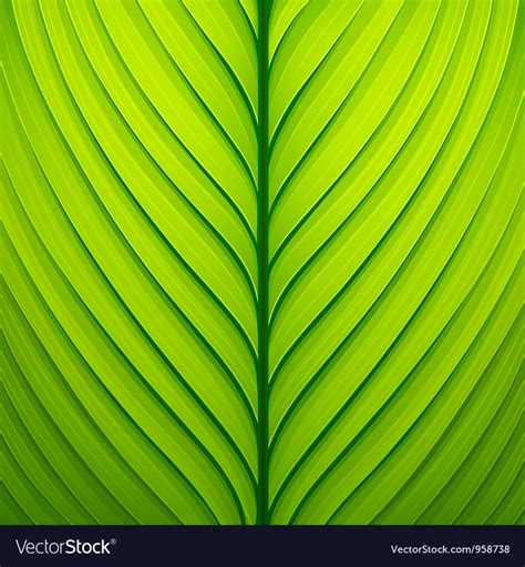 Texture of a green leaf Royalty Free Vector Image