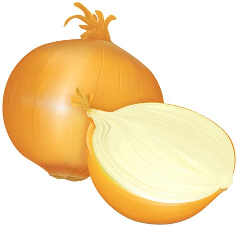 Onion PNG Clipart - Best WEB Clipart