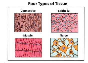 Classical Conversations Cycle 3 Week 1 Science: How to Draw Four Types ...