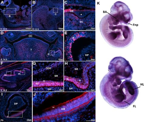 Colorectal Cancer-Associated Genes Are Associated with Tooth Agenesis and May Have a Role in ...