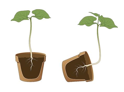 What Are The 5 Tropisms And The Plant's Response To Each? - WorldAtlas