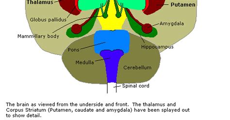 What effect does a thalamic stroke have on the brain? | eHow UK