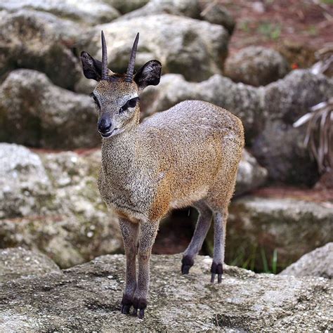 Klipspringer - Klipspringer - Wikipedia | Bizarre facts, Cute animals, Bizarre