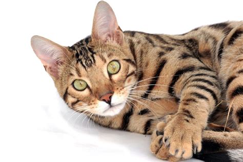 Bengal Cat Care