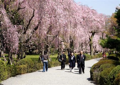 Where to See Cherry Blossoms in Kyoto | byFood