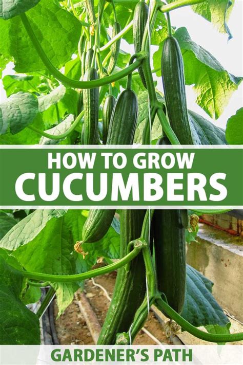 How to Plant and Grow Cucumbers | Gardener’s Path