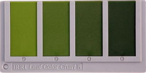 Leaf Color Chart - IRRI Rice Knowledge Bank