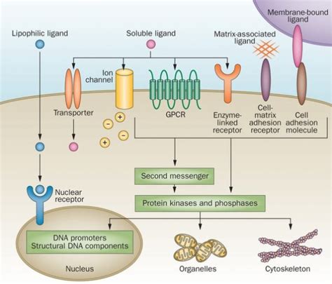 4 Major Types of Receptors | Their Role and Functions in the Body