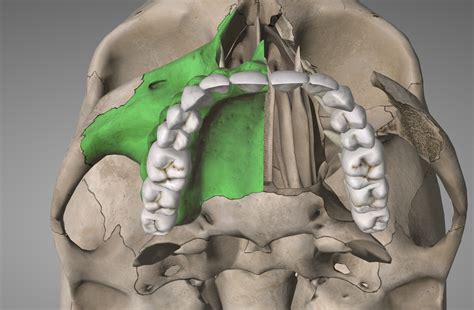 ALF as Airway Appliance - Elizabeth Caughey DDSElizabeth Caughey DDS