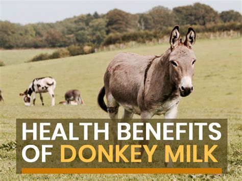 Donkey Milk: Evidence-Based Health Benefits And Downsides - Boldsky.com