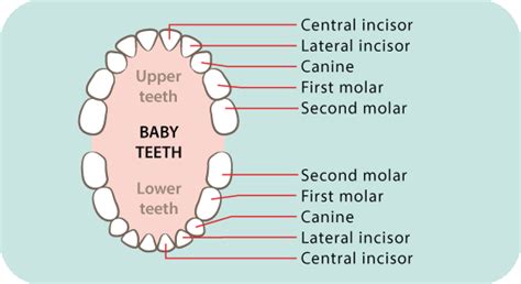 Dental care for baby teeth & gums | Raising Children Network