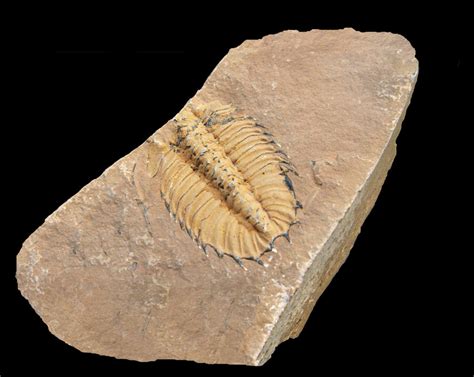 Trilobite fossil from the Burgess Shale (Courtesy Lad Allen and Illustra Media) | Darwin's Doubt