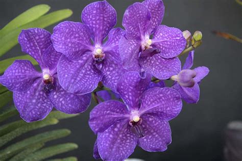 Download Purple Orchids In A Vase | Wallpapers.com