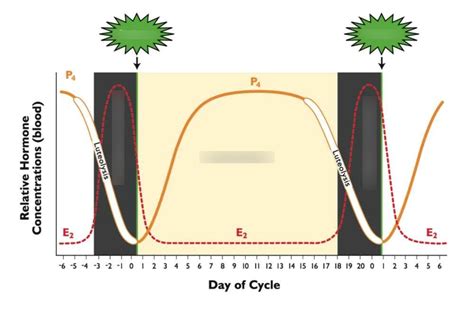 Phases Of The Estrous Cycle Diagram | Quizlet