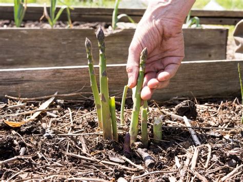 Harvesting Asparagus: How To Pick Asparagus