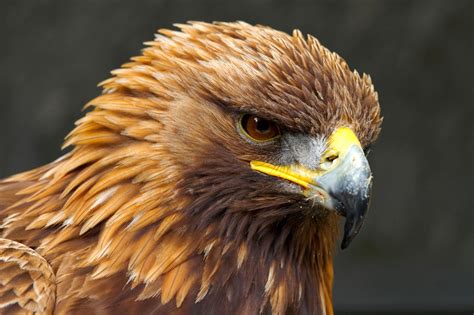 imagenes del águila real para fondo de pantalla | Eagle bird, Bird ...