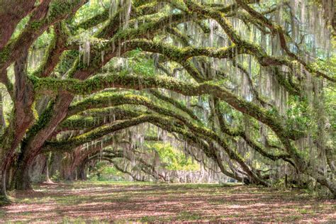 ***Plantation Oaks (South Carolina) by Robert Biondo on 500px | 2 ...