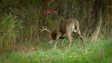 Planting a Scrape Tree - Deer Hunting Video Tips - YouTube