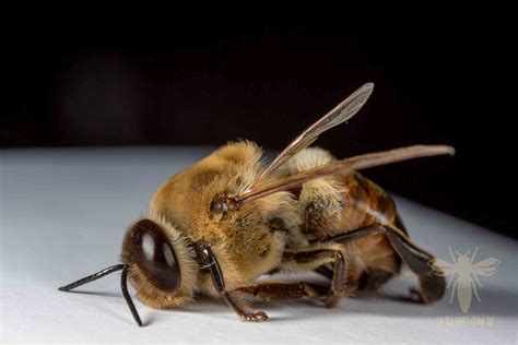 Drone Honey Bee: Study in Macro – Save Our Bees Australia