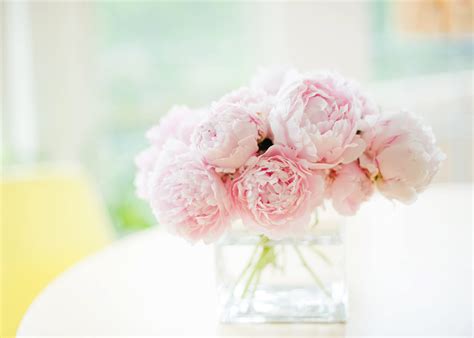 Peonies Wallpaper Desktop - WallpaperSafari