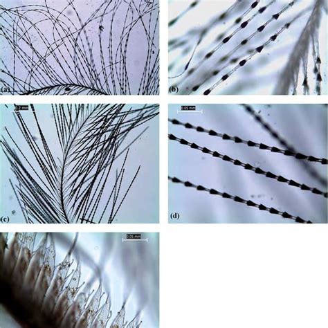 Photomicrographs of downy barbules from New Zealand birds examined: (a)... | Download Scientific ...