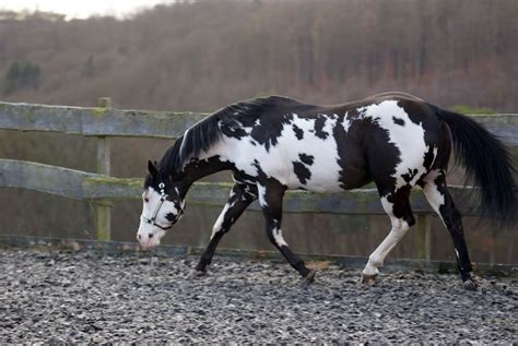 black overo - Paint Horse stallion Colonel Coosader | Cavalos