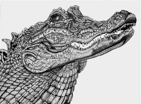 American Crocodile. Drawing by Tracey Gurr BA Hons