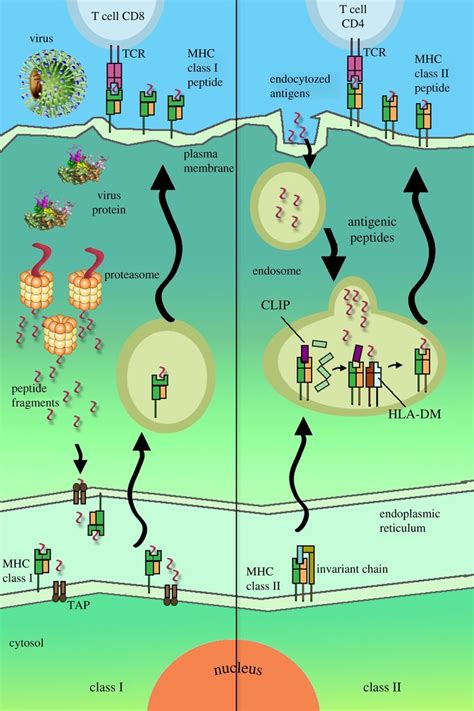 T-cell epitope vaccine design by immunoinformatics | Open Biology