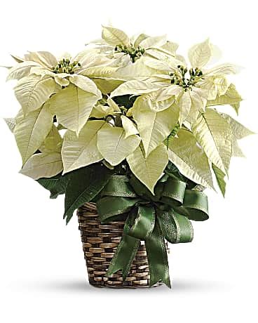 White Poinsettia Bouquet - Teleflora