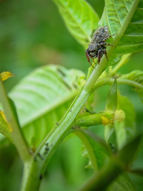 Spider on a tree branch stock photo. Image of branch - 226770052