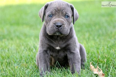 65+ Cane Corso Mastiff Puppies For Sale Pic - Bleumoonproductions