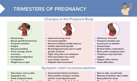 Pregnancy Trimesters