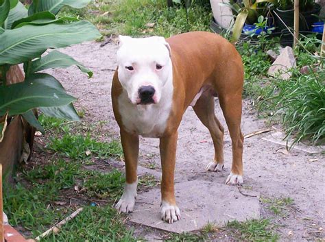 American Pit Bull Terrier Breed Info and Care