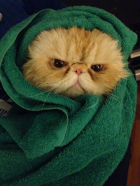 lucifurfluffypants:Angry Babushka Cat - Tumblr Pics