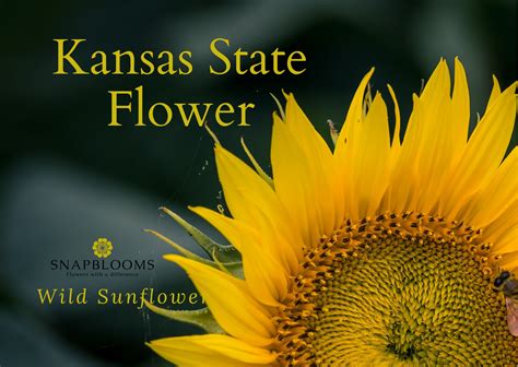 Kansas State Flower - Wild Sunflower - SnapBlooms Blogs