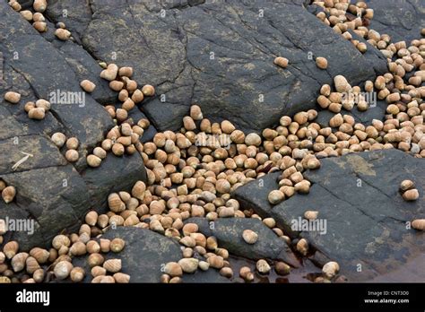 common periwinkle, common winkle, edible winkle (Littorina littorea), at low tide on coast rocks ...