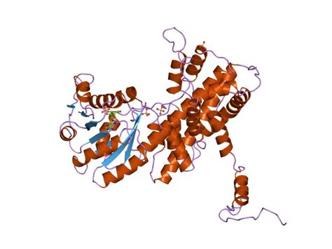 Glucosephosphate Dehydrogenase; Glucose-6-Phosphate Dehydrogenase