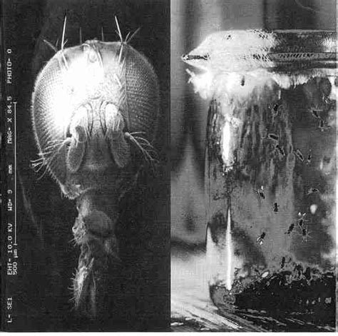 ALICE IN CHAINS: JAR OF FLIES (EP) Studio Album (1994)