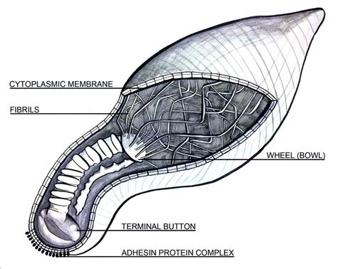 mycoplasma pneumoniae - pictures, photos