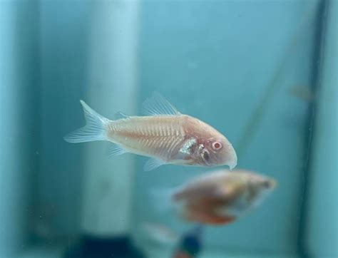 Albino Corydoras (Corydoras aeneus) – Tropical Aquarium