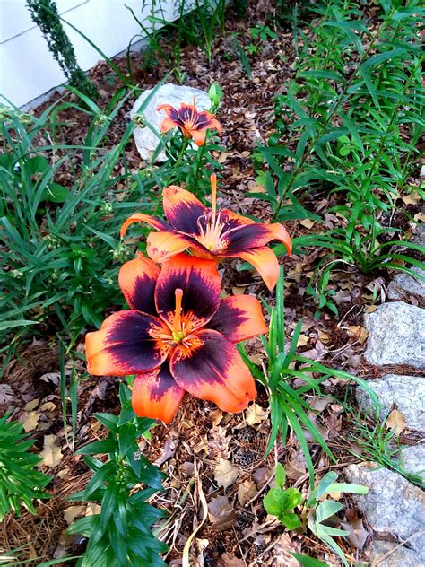 I Love Orange Lilies : r/flowers