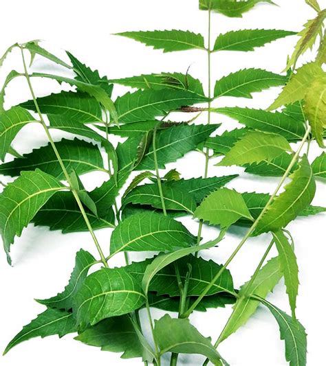 10 Health Benefits Of Neem Leaves, How To Use, & Side Effects