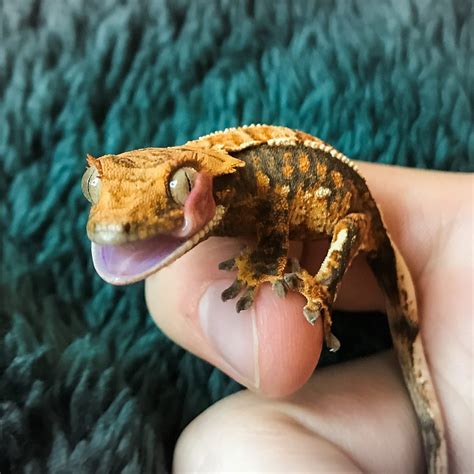 Can Crested Geckos Recognise their Owners? | MyPetCareJoy